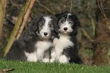 BEARDED COLLIE 431